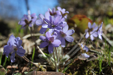 Similar image 1263736