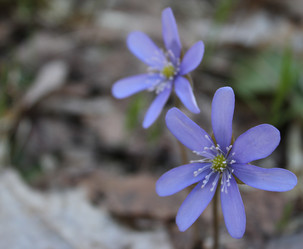 Similar image 1263739