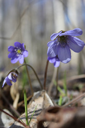 Similar image 1263742