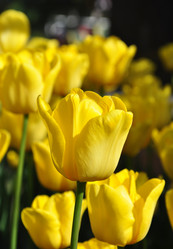 Similar image 1264370