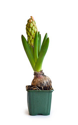 Similar image 1264531