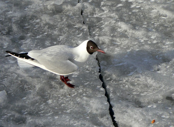 Similar image 1265060