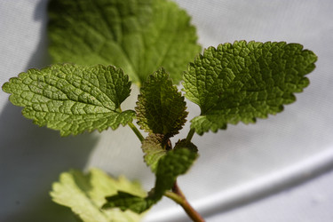 Similar image 1265322