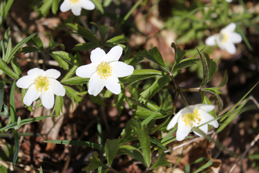 Similar image 1265512