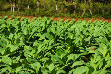 Similar image 1266033