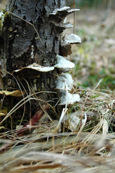 Similar image 1266083