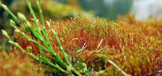 Similar image 1266087