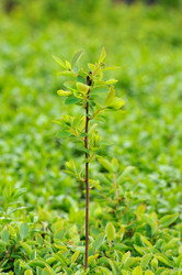 Similar image 1266227