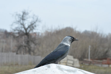 Similar image 1266447