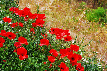 Similar image 1266515