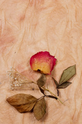 Similar image 1266544