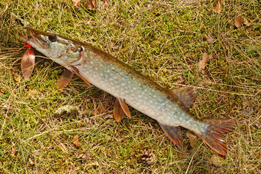 Similar image 1272107