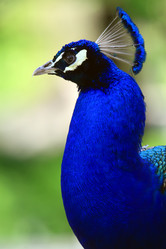 Similar image 1272437