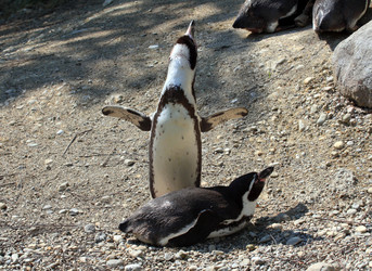 Similar image 1272482