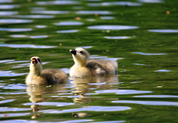 Similar image 1272487