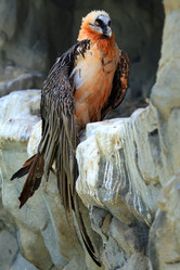 Similar image 1272496