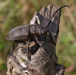 Similar image 1272620