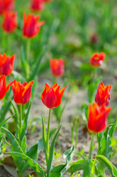 Similar image 1272652