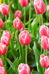 Similar image 1272653