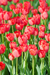 Similar image 1272704