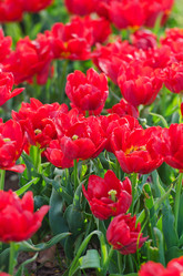 Similar image 1272709