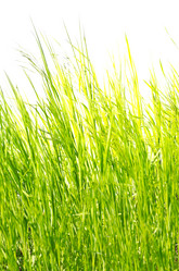 Similar image 1273916