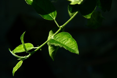 Similar image 1279281