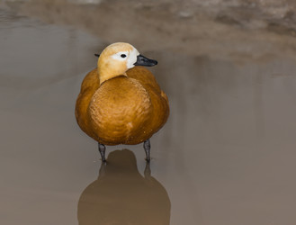 Similar image 1279588