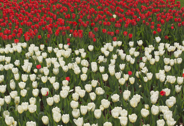 Similar image 1279589