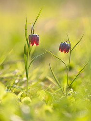 Similar image 1280120