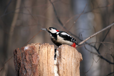 Similar image 1280188