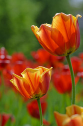 Similar image 1281413