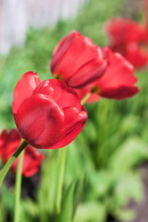 Similar image 1292237