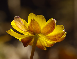 Similar image 1299909