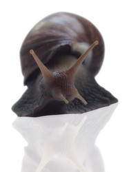 Similar image 1301035