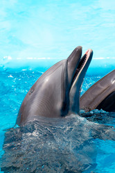 Similar image 1302367