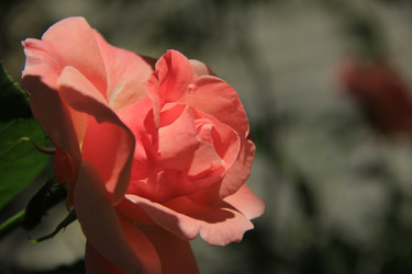 Similar image 1303483