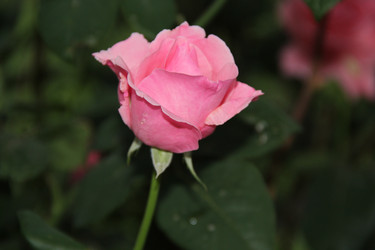 Similar image 1303485