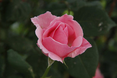 Similar image 1303486