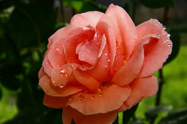 Similar image 1303494