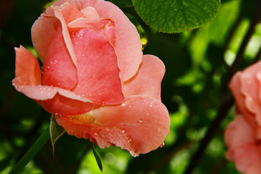 Similar image 1303498