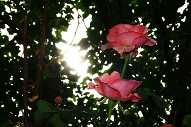 Similar image 1303500