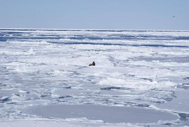 Similar image 1303631