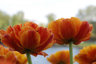 Similar image 1303695