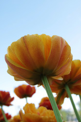 Similar image 1303699