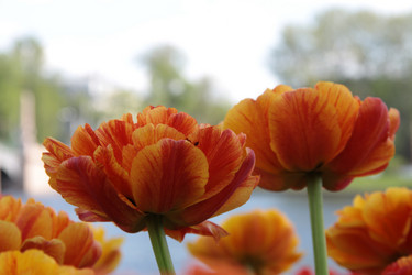 Similar image 1303709