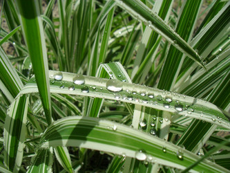 Similar image 1303710