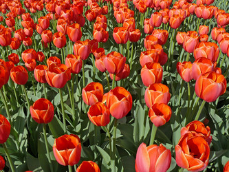 Similar image 1304335