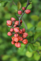 Similar image 1304358