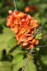 Similar image 1304360